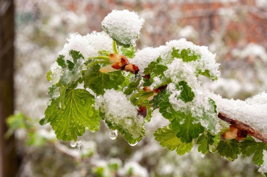 close up of frost clinging to the leaves of a berry bush