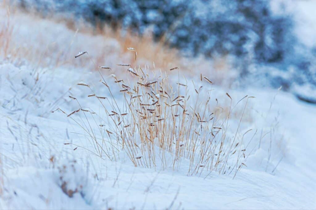 gramma grass is famous for being frost-resistant