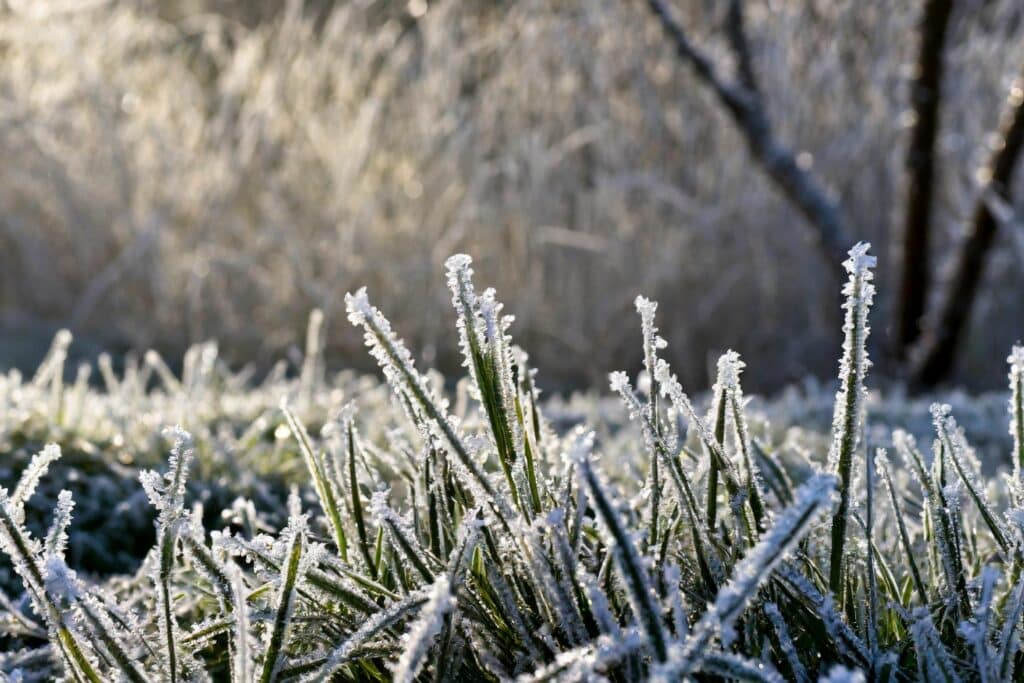 protect your lawn in the winter with grass that has frost on it